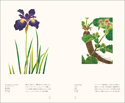 左ページはカマヤマショウブ（蒲山菖蒲）、右ページはゴボウ（牛蒡）『江戸博物文庫　花草の巻』より